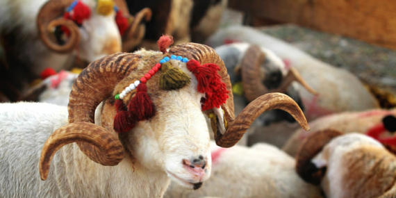 Kurban Bedelleri Belli Oldu