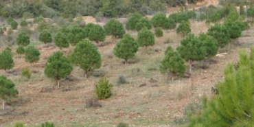 477892207