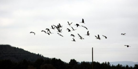 Telli turna beş yıl sonra ortaya çıktı
