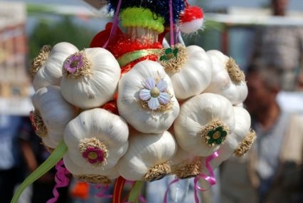 Sarımsak birincisi Kastamonu