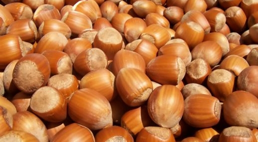 Fındık, kabuğunu kırdı