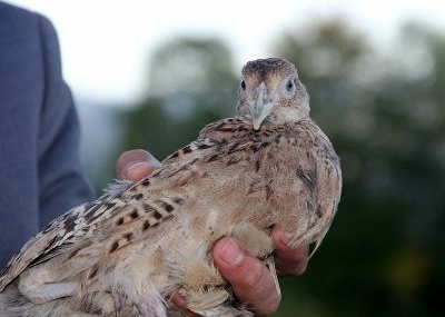 500 sülün doğaya salındı