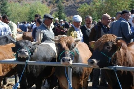 Taşköprü’de hayvan pazarında hareketlilik