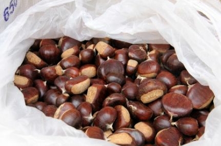 Kestane pazarı kuruldu        –