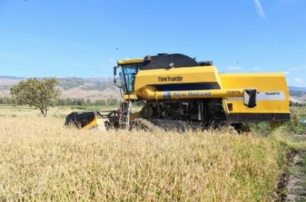 Tosya’da pirinç hasadı başladı