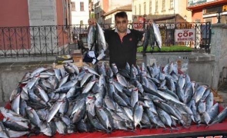 Palamudun tanesi 1 liraya düştü