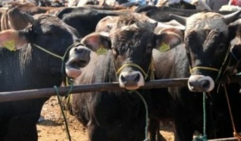 Tosya kurban pazarında denetim