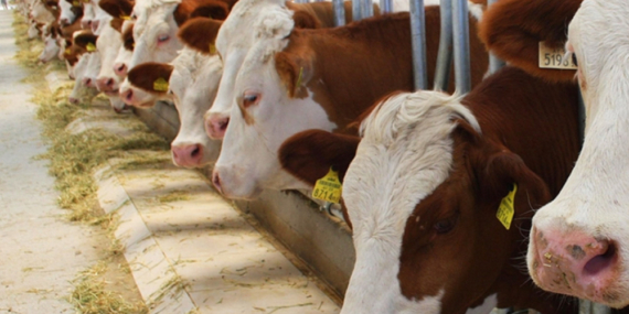 Kadın Girişimci Desteği Sağlanacak