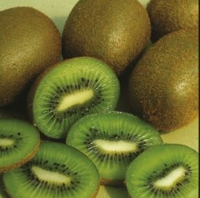 Kastamonu’da kivi hasadı başladı