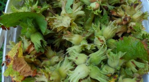 Fındığa 170, organik ürüne 70 lira destek