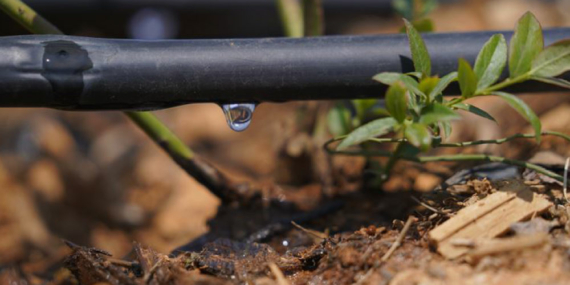 Damlama Sistemi Verimi Arttırdı