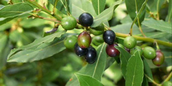 Defne Üretiminde İhtisaslaşacak