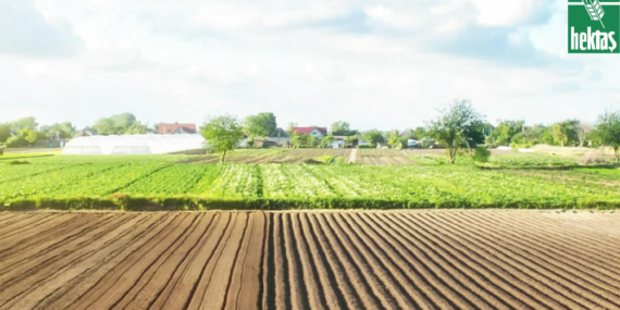 Tescilli Siyez Üretilecek