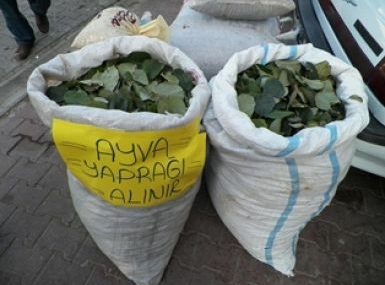 Ayva yaprağı alınır