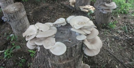 ”Ağaç Mantarı Yetiştiriciliği” semineri