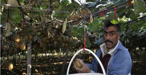 Kastamonu kivi üretiminde 10. sırada