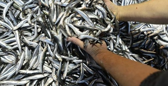 Palamuttan sonra hamsi bereketi