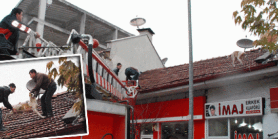 Çatıya çıkan köpeği itfaiye kurtardı