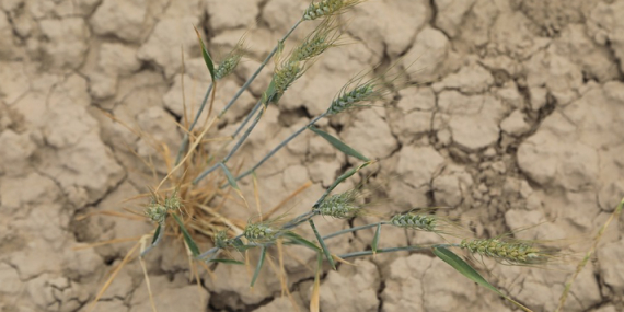 Tarımsal Kuraklıkla Mücadelede Düzenleme