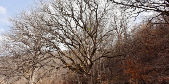 Türk Fındığı Araç’ta