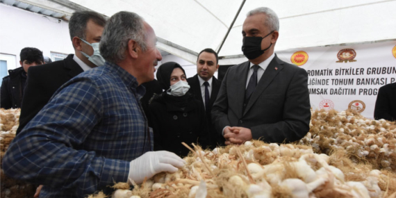 Nitelikli Sarımsak İçin Tohum Dağıtıldı