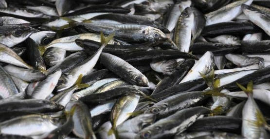 Kültür balıklarında risk yok