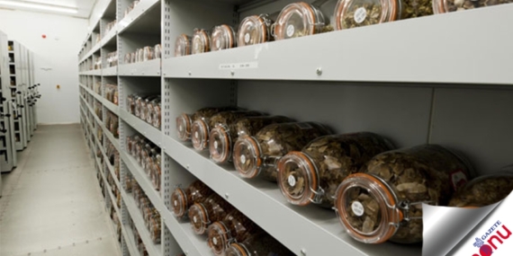 Tohum bankası kuruyor