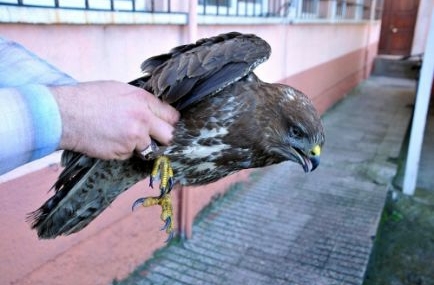 İnebolu’da yaralı şahin bulundu