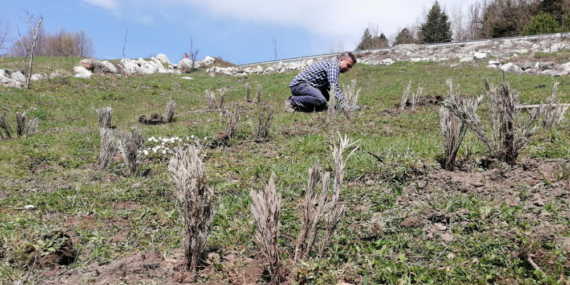 “Köyler Lavanta Kokacak”