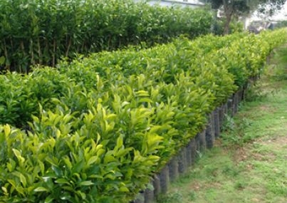 Tosya’da ”Orman Haftası” etkinliği