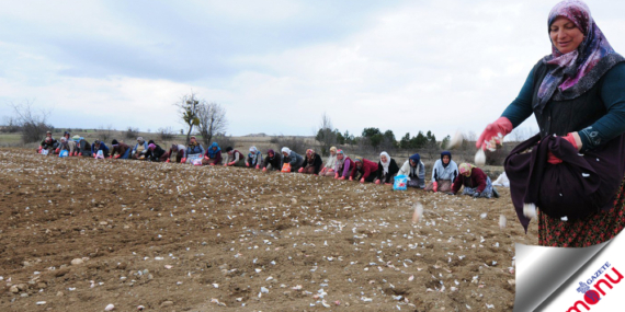 Beyaz altın toprağa düştü