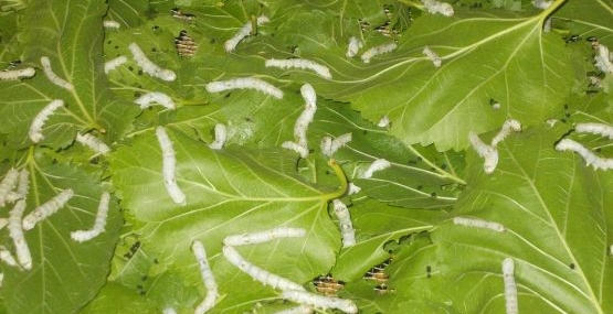 İnebolu’da ipekböcekçiliği