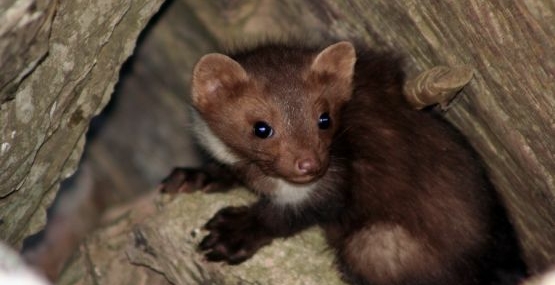 Sansar kurtarma operasyonu