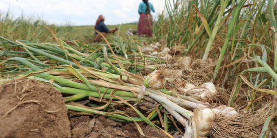 AB Tescilli Sarımsakta Rekolte Artışı