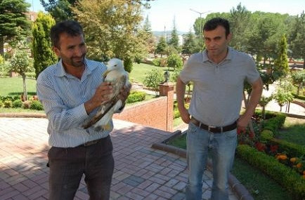 Yaralı martıya çiftçi şefkati