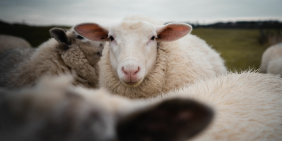 Bayram Namazı Saatleri Açıklandı