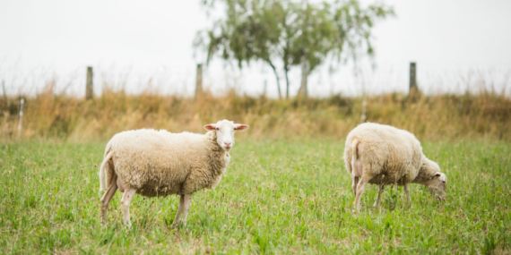 Kurbanlık Alırken Dikkatli Olun