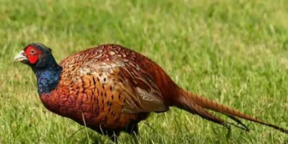 Doğaya 2 Bin Sülün