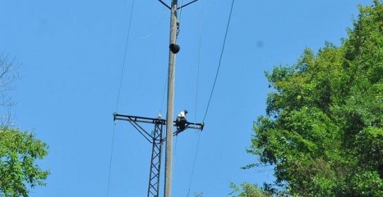 Ayının fendi direğe çıkardı