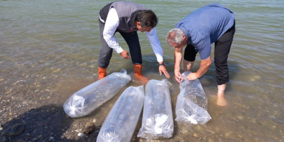 Göletlere Sazan Balığı Bırakıldı