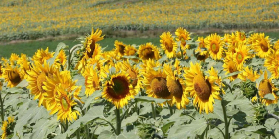 Ayçiçeği Ekimi Her Geçen Yıl Artıyor