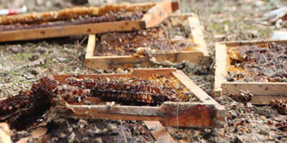 Ayılar, Kovanları Talan Etti