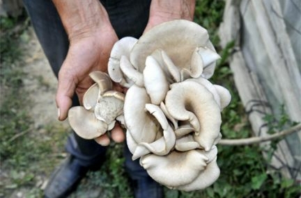 Kayın mantarı yeni gelir kapısı