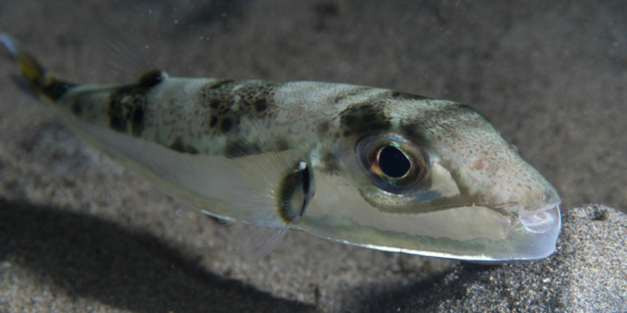 Balon Balığı Avcılığı Desteklenecek