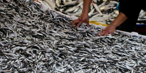 KARADENİZ’DE HAMSİ BOLLUĞU