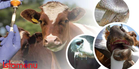 Tosya Hayvan Pazarı Kapatıldı