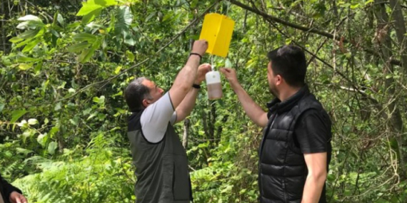 Böceklerle Biyolojik Mücadele