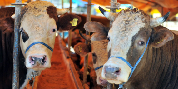 Kutlu, Bayram Öncesi Uyardı