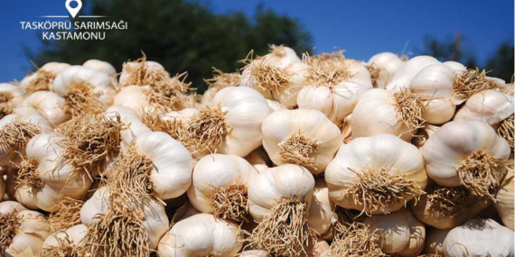 Beyaz Altın Hasadı Başladı