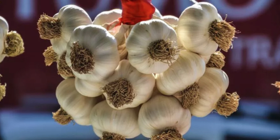 Sarımsak Festivali İptal Edildi